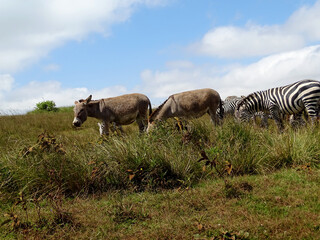 Equus asinus