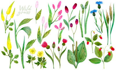 Composition of wild wildflowers. Buttercup, cornflower, wild grass, wild strawberry