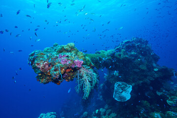 Fototapeta na wymiar Turret, coral and fish