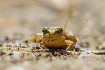slippery frog in a pond in nature