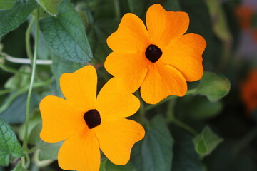 Thunbergia, commonly known as orange clockvine or orange trumpet vine