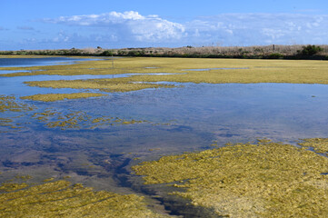 marécage sur l'île de Ré en Charente