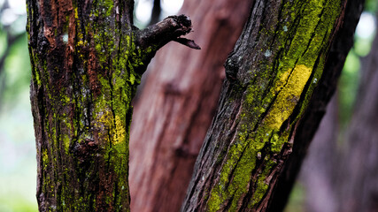 tree bark background