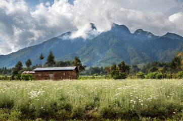 Obraz premium KINIGI, RWANDA : rural landscape in front of Mt Sabinyo volcano, home to highly threatened mountain gorilla's in Volcanoes National Park