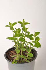 Fototapeta premium Strawberry mint plant on white background
