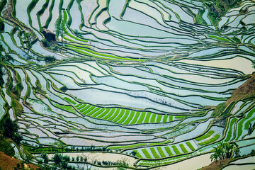 China - Yun Nan Province  : Aerial View Of The Terraced Field In China Yun Nan