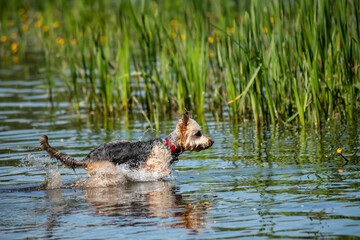 Little dog playing at water of river at hot summer morning pets nature