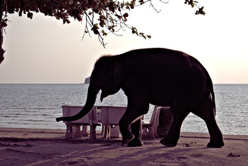 Fototapeta na wymiar A baby elephant trotting along the beach