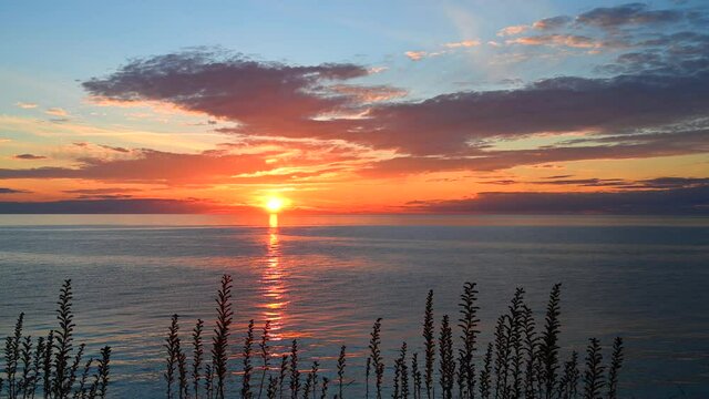 Blueweed flowers with an cloudy ocean sunset background, Sweden