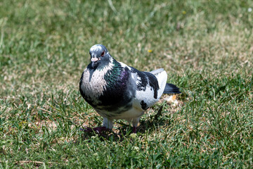Pigeon. Dove. Beautiful pigeon close up. City birds.