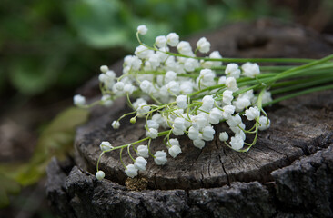 Lily of the valley flowers on a stump