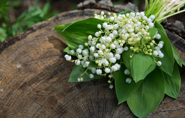 Lily of the valley flowers on a stump