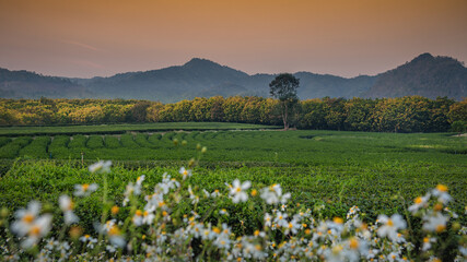 The scenery of the tea plantation with the white flowers foreground after sunset in Chiang Rai, Thailand.