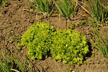 Salad in a garden