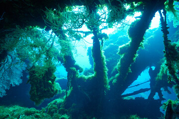 Go inside the shipwreck