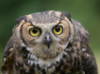 bird of prey