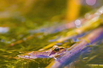 slippery frog in a pond in nature