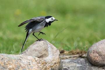 bird