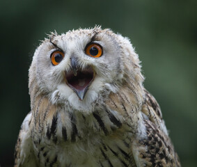 bird of prey