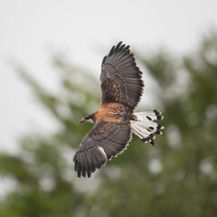 bird of prey