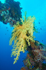 Fototapeta na wymiar Wreck and soft corals