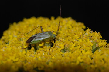 Yellow beetle on a yellow flower