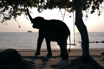 Fototapeta na wymiar An elephant calf stretching his trunk to pull down the green foliage