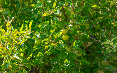 Apples in an apple tree cultivated in a garden in bright sunlight in summer