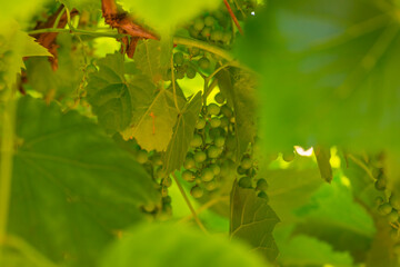 Vine with grapes cultivated in a garden in bright sunlight in summer