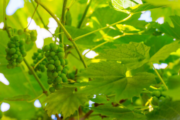 Vine with grapes cultivated in a garden in bright sunlight in summer