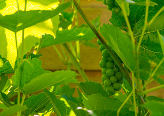 Vine with grapes cultivated in a garden in bright sunlight in summer