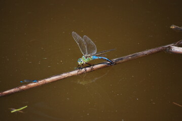 Dragonfly on a twig