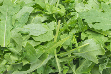 Fresh leaves of arugula.