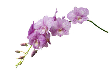 Fototapeta na wymiar Beautiful orchid flower with isolated on white background. 
