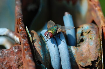 Fly 