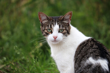 Sad cat sitting on a green grass background. Portrait of stray animal looking at camera