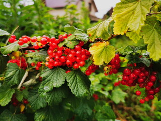 Red currant fruit on the bush.
