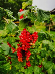 Red currant fruit on the bush.