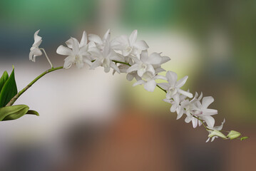 Beautiful orchid flower with natural blurred background. 
