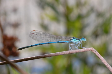Close up of the blue dragonfly