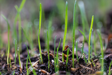 Germinate of grass seeds in soil. The grass was sown two weeks ago. Narrow depth of field