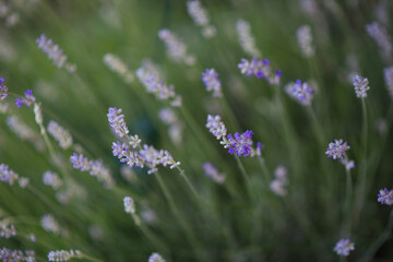 Nahaufnahme des blühenden Lavendels