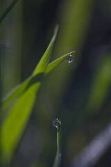 water drop on a blade of grass