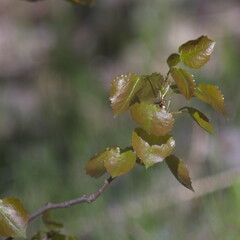 blooming leaves on a tree branch