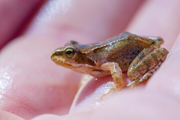 slippery frog in a pond in nature