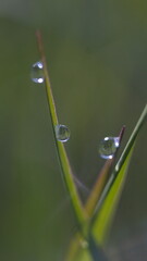 water drop on a blade of grass
