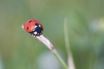 Fototapeta premium ladybug on the tip of grass