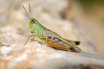 Grasshopper on a rock