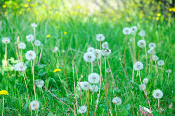 Fototapeta premium beautiful white dandelions on a green meadow in summer illuminated by sunlight