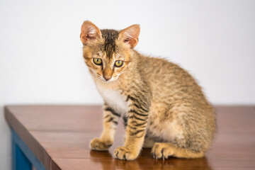 Tiny orange kitten on a table